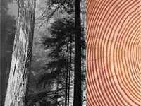 　　2002年，天格发明“实木地热地板”这一开创行业历史的全新木地板品类。从一块普通的原木，到能经受住地暖“烤”验的实木地热地板，看似简单的背后却饱含着技术与工...