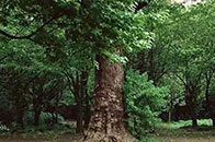 　　黑胡桃(Juglans Nigra.)，盛产于北美洲地区，是全球价值最高的阔叶木品种，是当之无愧的“阔叶木之王”。　　黑胡桃生长期长达50年以上，可长至15...
