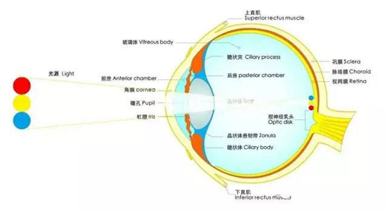 根据2018年全国儿童青少年近视调查的结果，我国小学生近视率36.0%，初中生71.6%，高中生81.0%，十个高中生就有八个近视。又据另外一项不完全统计，中国...