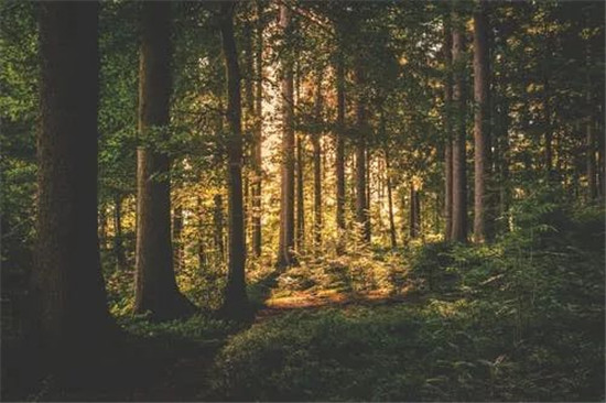2022.03.21世界森林日全球森林每年吸收二氧化碳约20亿吨一亩树林释放的氧气可供65人呼吸一年（数据来源：联合国官网）森林也是抗击气候变化的英雄它们以天然...
