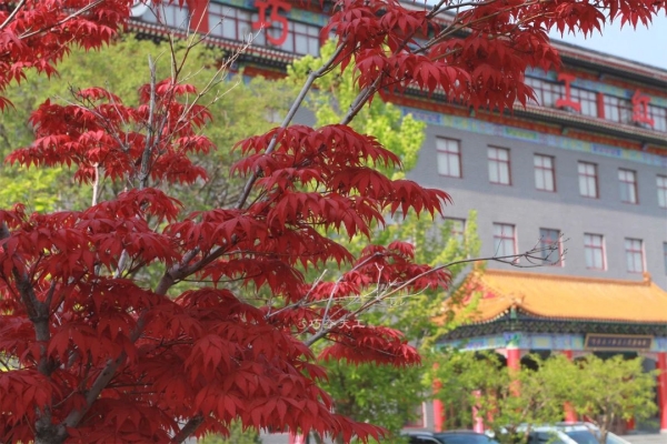 将秋色与红木家具结合搭配，给家居空间融入秋日氛围。