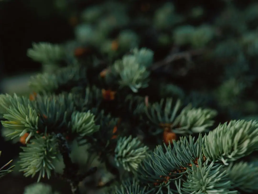 云杉是松科云杉属的乔木植物，原产于欧洲北部及中部，为北欧主要造林树种之一，云杉具备多种优点及用途广泛，被喻为“北欧的绿色之钻”。